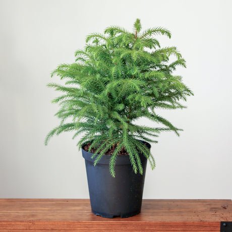 Norfolk Island Pine - Large Floor Plant