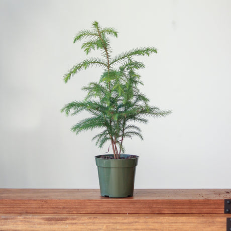 Norfolk Island Pine - Large Floor Plant