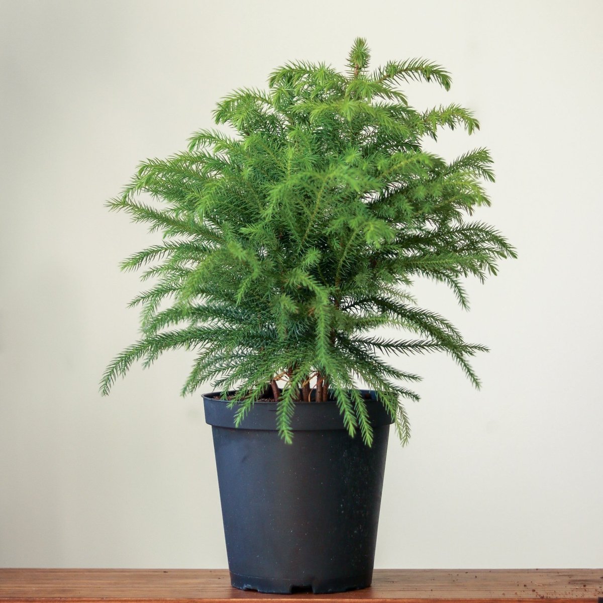 araucaria house plant Araucaria heterophylla Norfolk Island Pine Indoor Tropical Plant