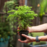 Araucaria heterophylla Norfolk Island Pine Indoor Tropical Plant - Ed's Plant Shop