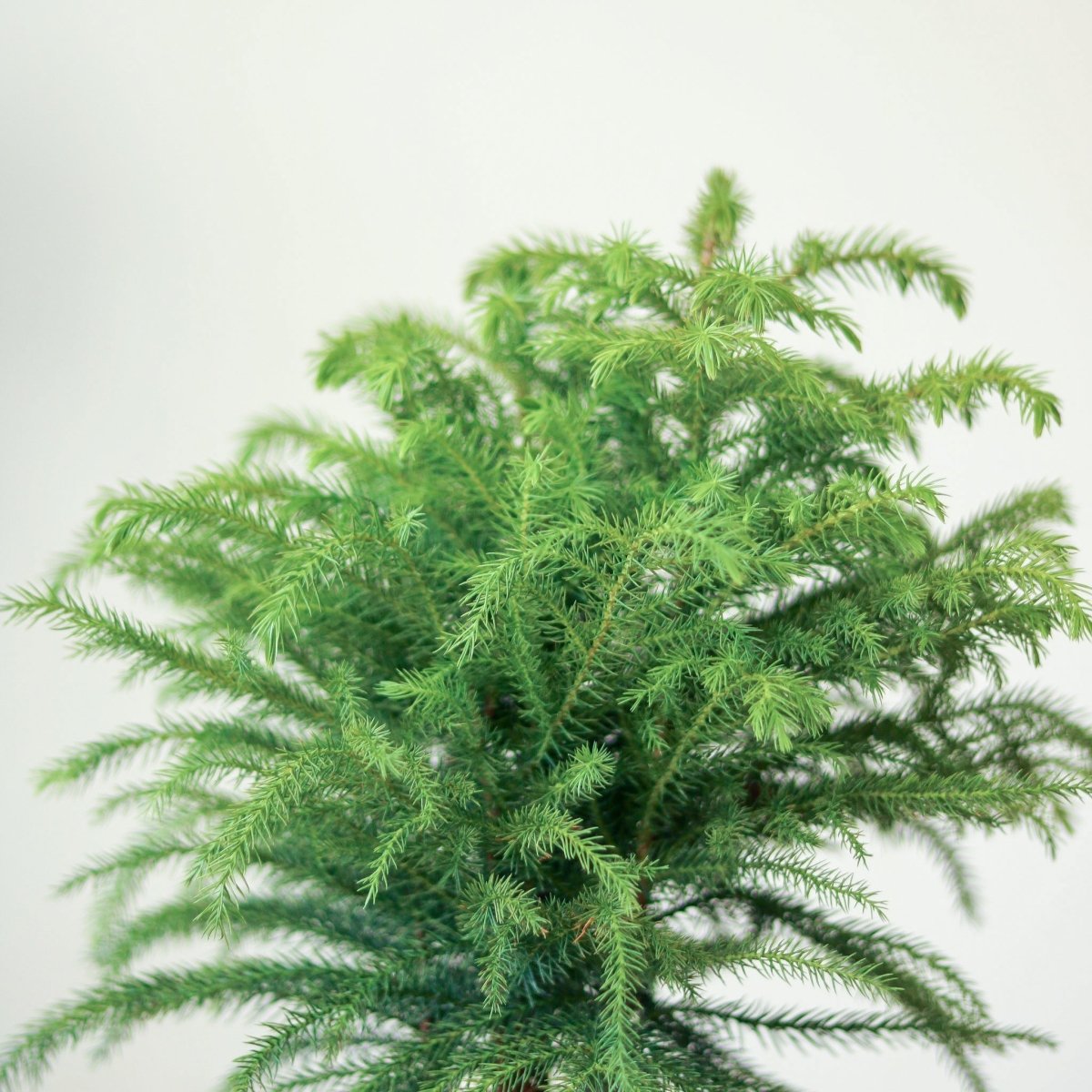 araucaria heterophylla indoor plant Araucaria heterophylla Norfolk Island Pine Indoor Tropical Plant