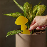 Arber Sticky Traps – 16 - Pack Plant Pest Control - Ed's Plant Shop