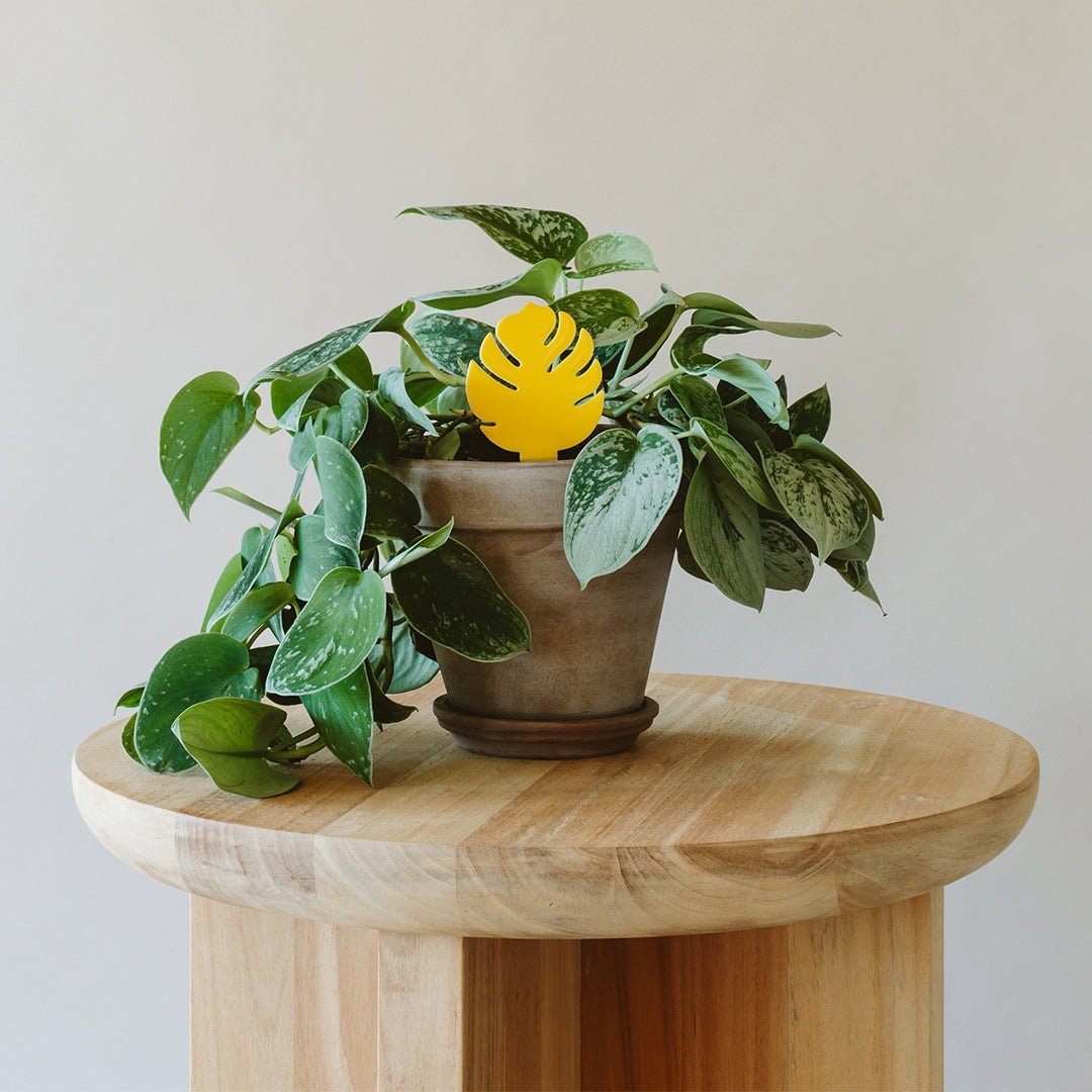 Potted plant with a yellow leaf-shaped fly trap on a wooden table against a plain background