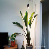 Archetto - Transparent Wall Mount for Plant Lighting - Ed's Plant Shop