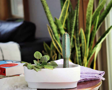 Art décor oval planter - Ed's Plant Shop