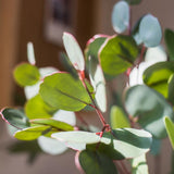 Artificial Faux Eucalyptus Leaf in Various Shapes - Ed's Plant Shop