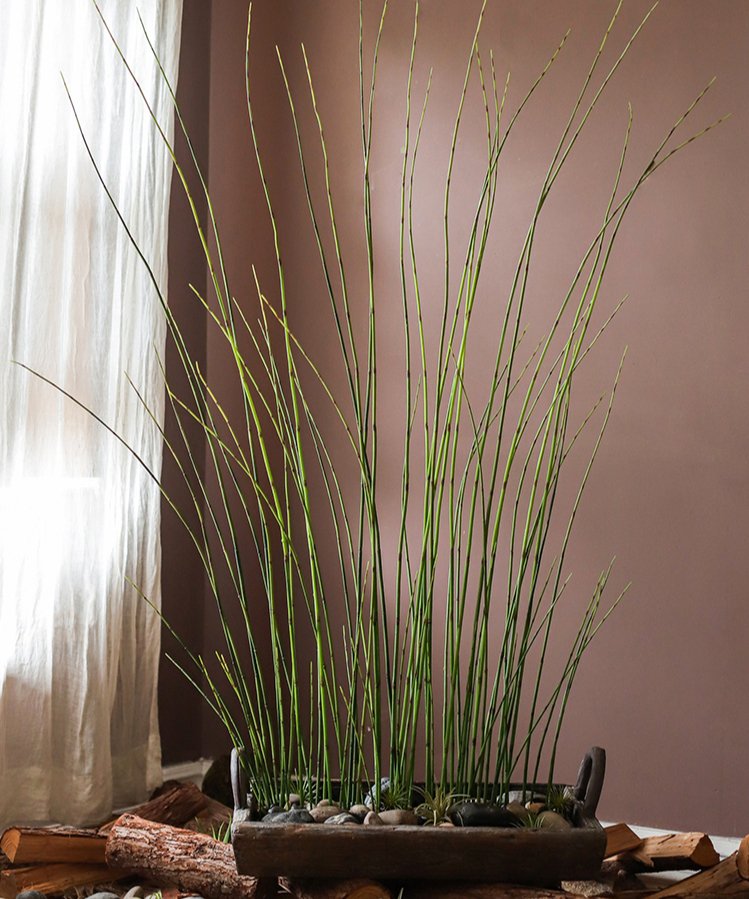 Artificial Faux Rough Horsetail Plant Long Stem 54" Tall - Ed's Plant Shop