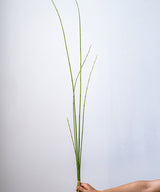 Artificial Faux Rough Horsetail Plant Long Stem 54" Tall - Ed's Plant Shop