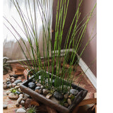 Artificial Faux Rough Horsetail Plant Long Stem 54" Tall - Ed's Plant Shop