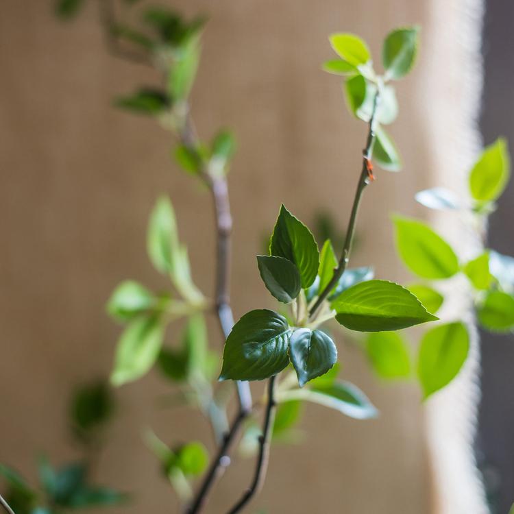 Artificial Green Leaf Faux Tree In Pot - Ed's Plant Shop