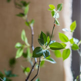 Artificial Green Leaf Faux Tree In Pot - Ed's Plant Shop