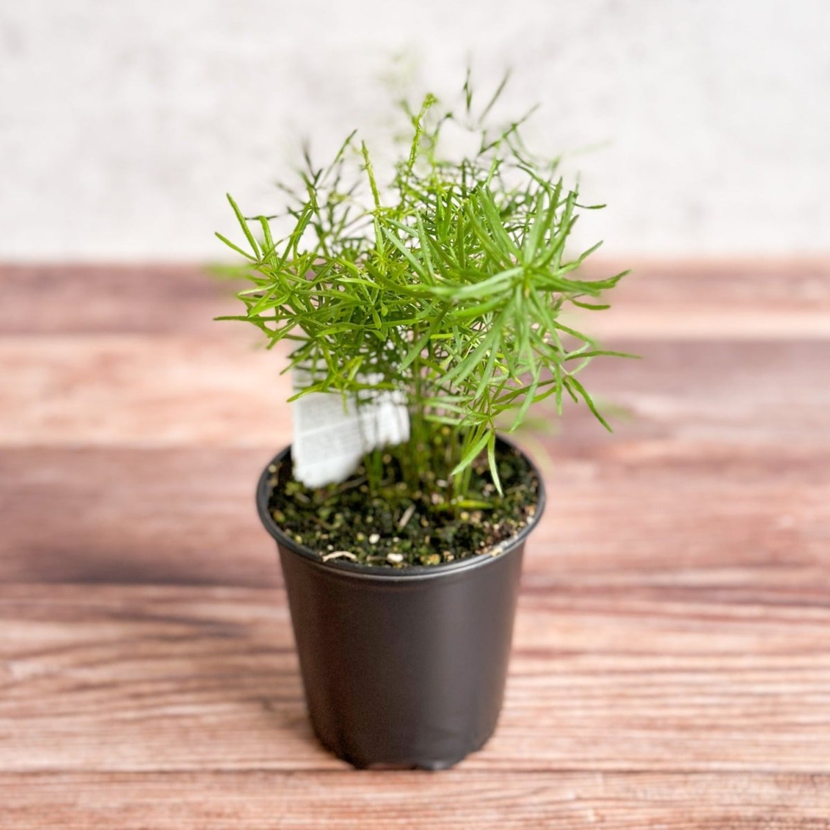 asparagus potted plant Asparagus den. sprengeri 4in Asparagus Fern