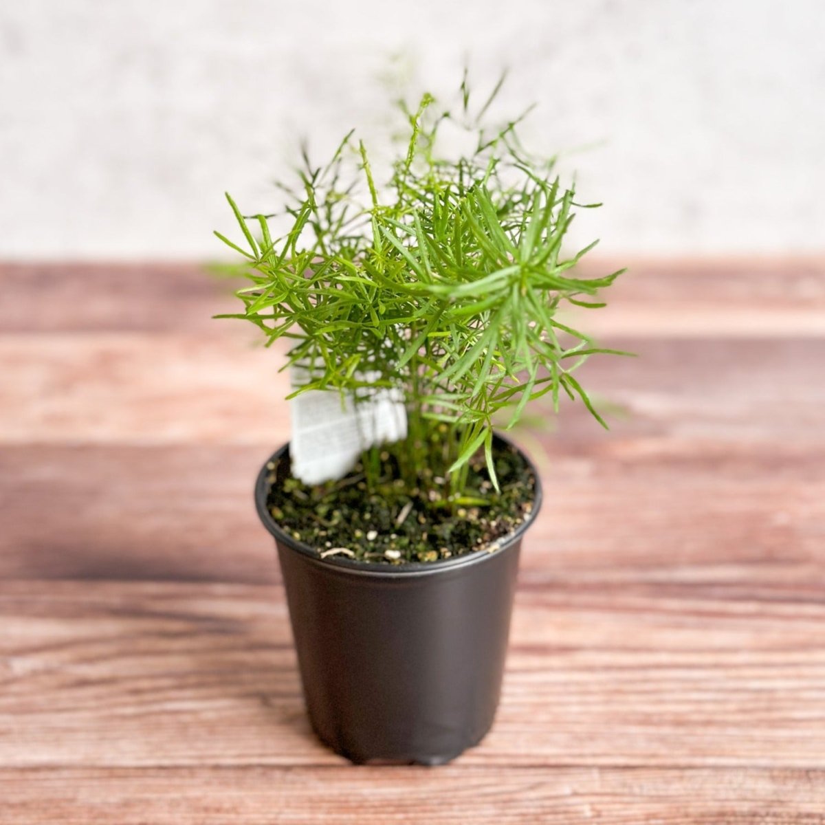 Asparagus plumosa - Asparagus Fern - Ed's Plant Shop