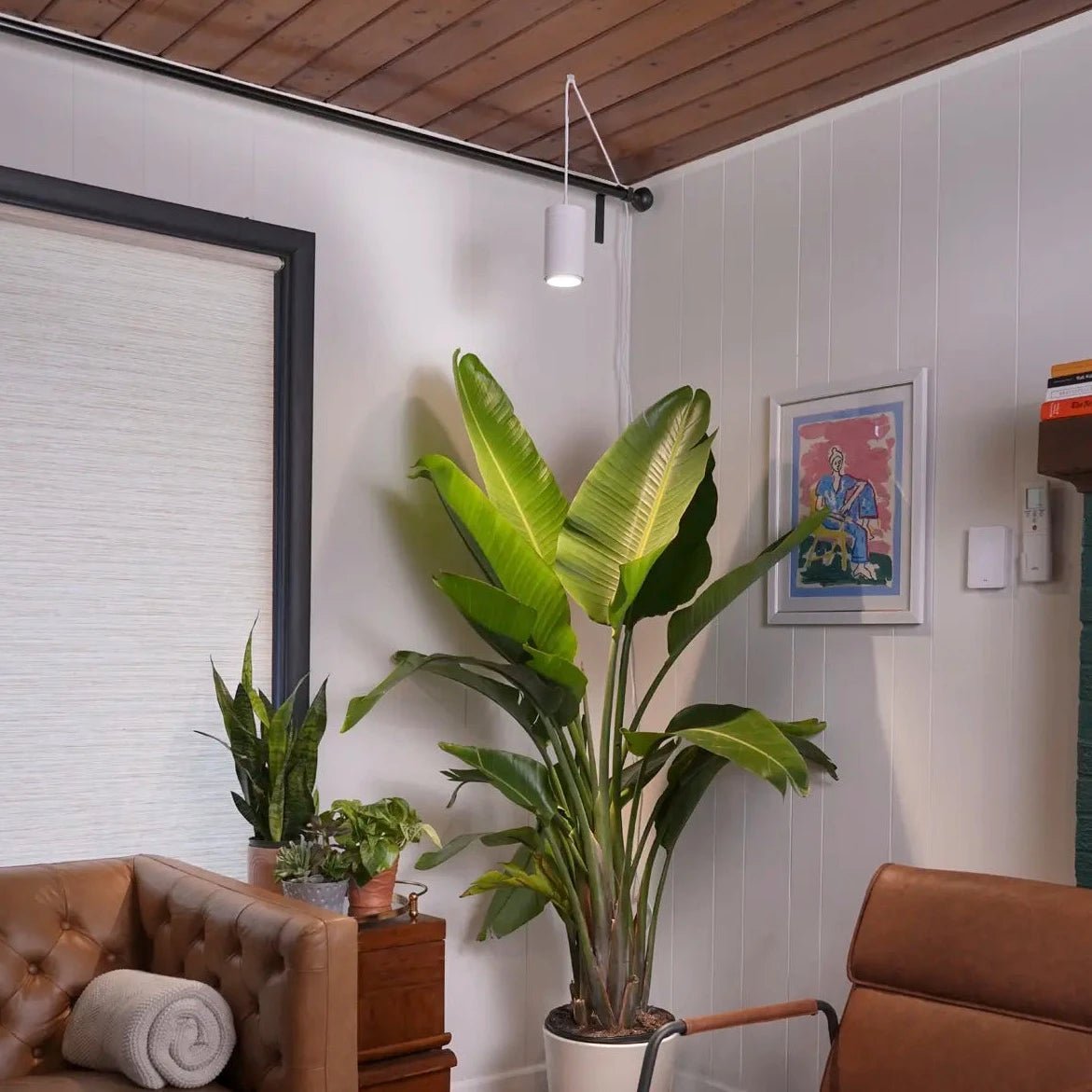 Aspect Growlight | Pendant Style LED Indoor Plant Light - Ed's Plant Shop