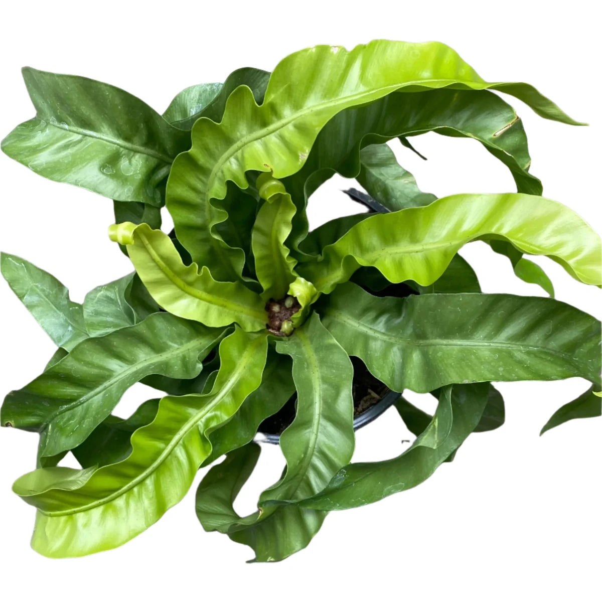 A potted Hurricane Fern with vibrant green, wavy, ruffled leaves, shown against a solid white background.