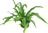 Asplenium nidus – Bird’s Nest Fern Plant - Ed's Plant Shop