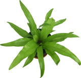 Asplenium nidus – Bird’s Nest Fern Plant - Ed's Plant Shop