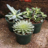 Assorted Cacti & Succulents -  5 Inch