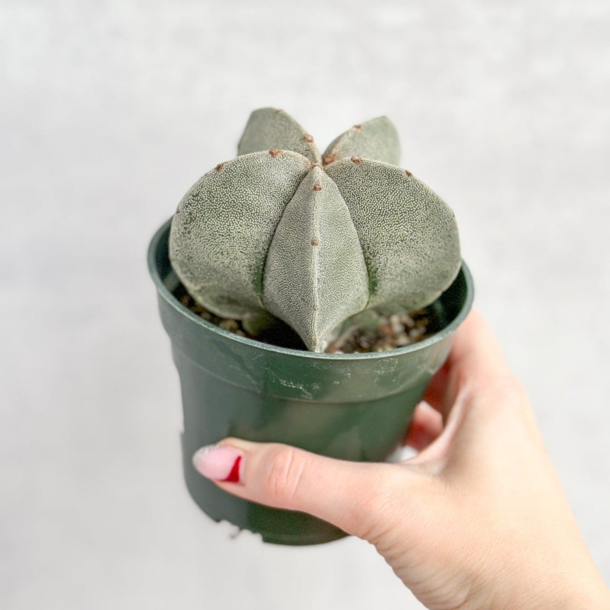 Astrophytum retusa - Star Cactus - Ed's Plant Shop