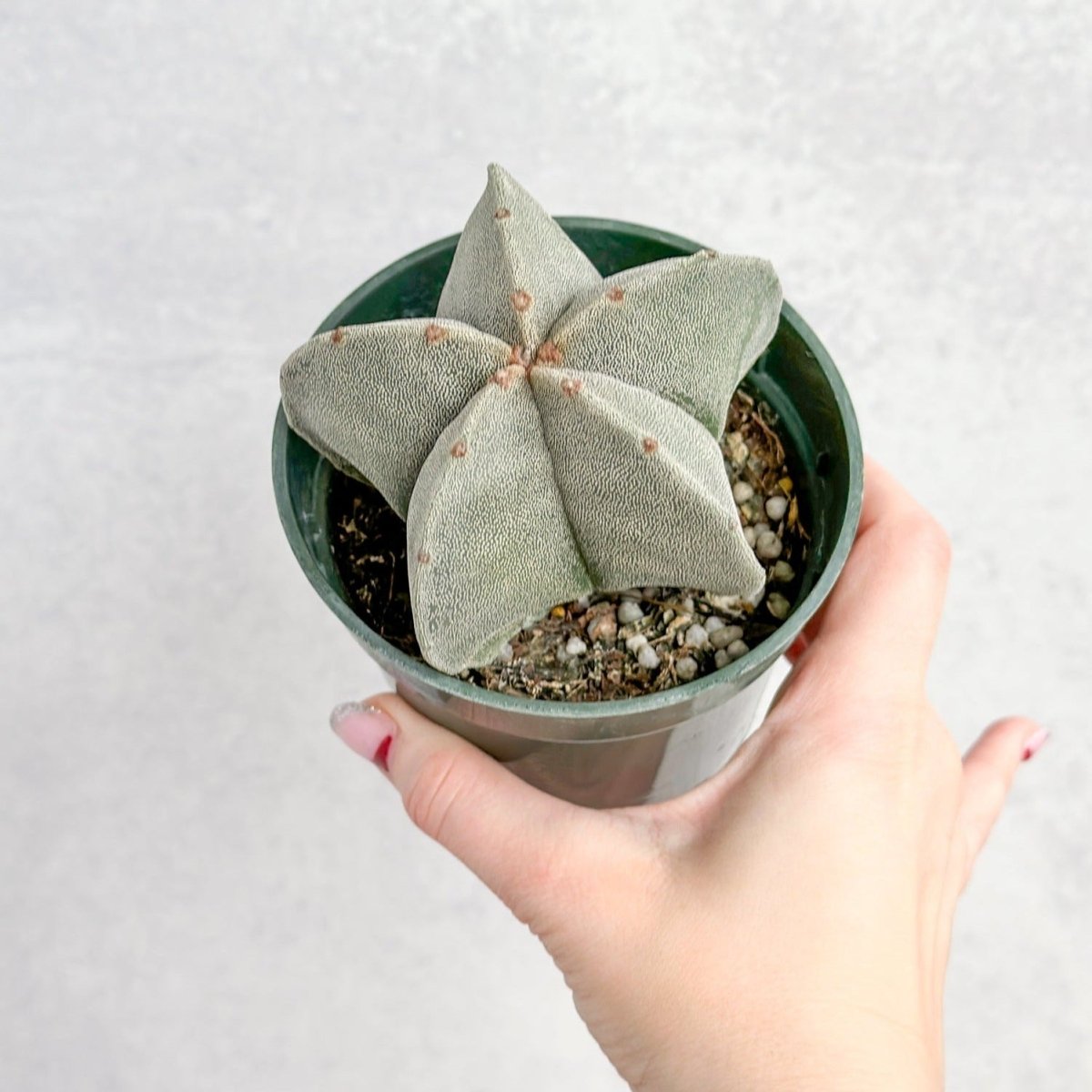 Astrophytum retusa - Star Cactus - Ed's Plant Shop