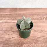 star looking succulent Astrophytum retusa