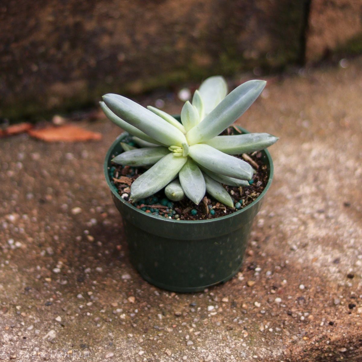 Baby Cacti/Succulents - 5 Inch - Ed's Plant Shop