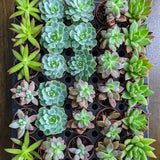 Baby Cacti/Succulents - 5 Inch - Ed's Plant Shop