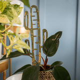 BARE™ Cactrella™ - Customizable wooden plant support - Inspired by the Barrel Cactus - Ed's Plant Shop