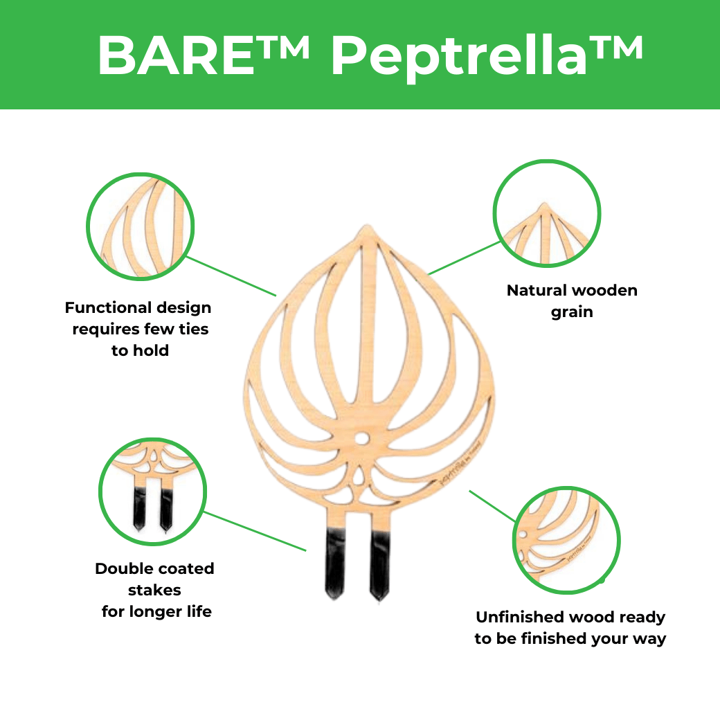 BARE™ Peptrella™ Plant Trellis – Customizable Birch Wood Support Inspired by Peperomia - Ed's Plant Shop