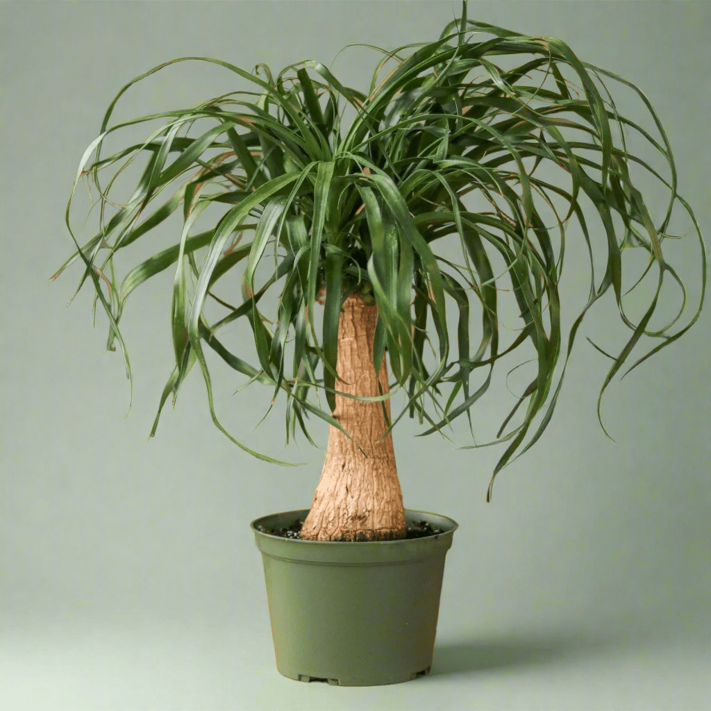 buy ponytail palm brisbane Beaucarnea recurvata 'Ponytail Palm'