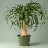 beaucarnea recurvata exotic tropical ponytail palm tree house plant Ponytail Palm (Beaucarnea recurvata)