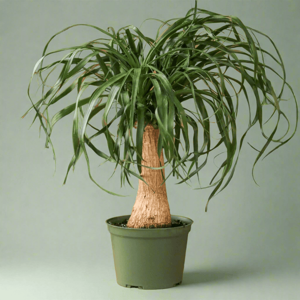Ponytail Palm houseplant with tall swollen base and long arching leaves on green background.