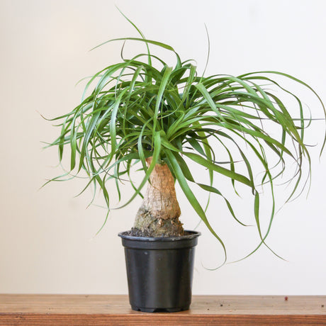 Beaucarnea recurvata 'Ponytail Palm'