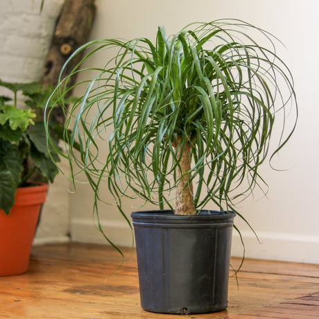 Beaucarnea recurvata 'Ponytail Palm' Floor Plant - Ed's Plant Shop