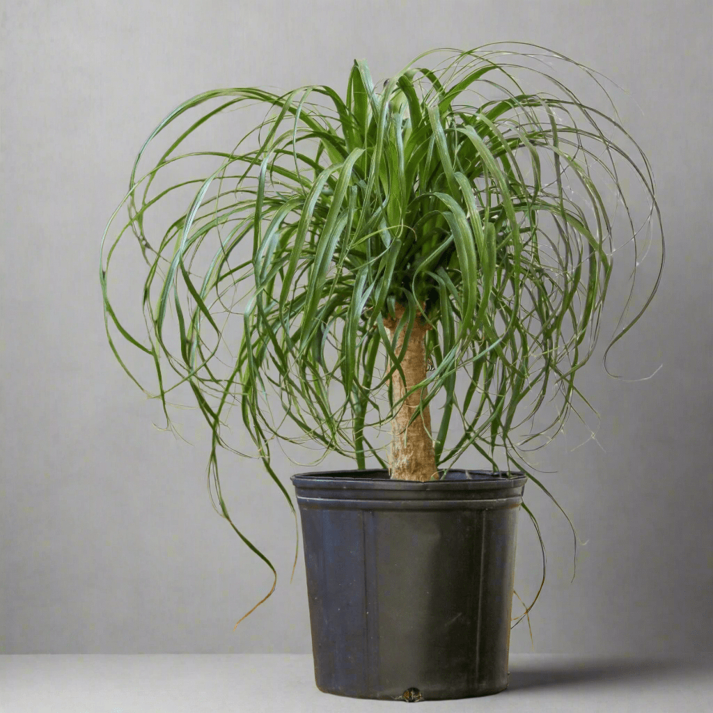 pot size for palm plant Beaucarnea recurvata 'Ponytail Palm'