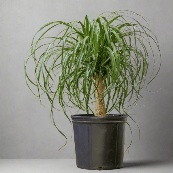 Beaucarnea recurvata 'Ponytail Palm' Floor Plant - Ed's Plant Shop