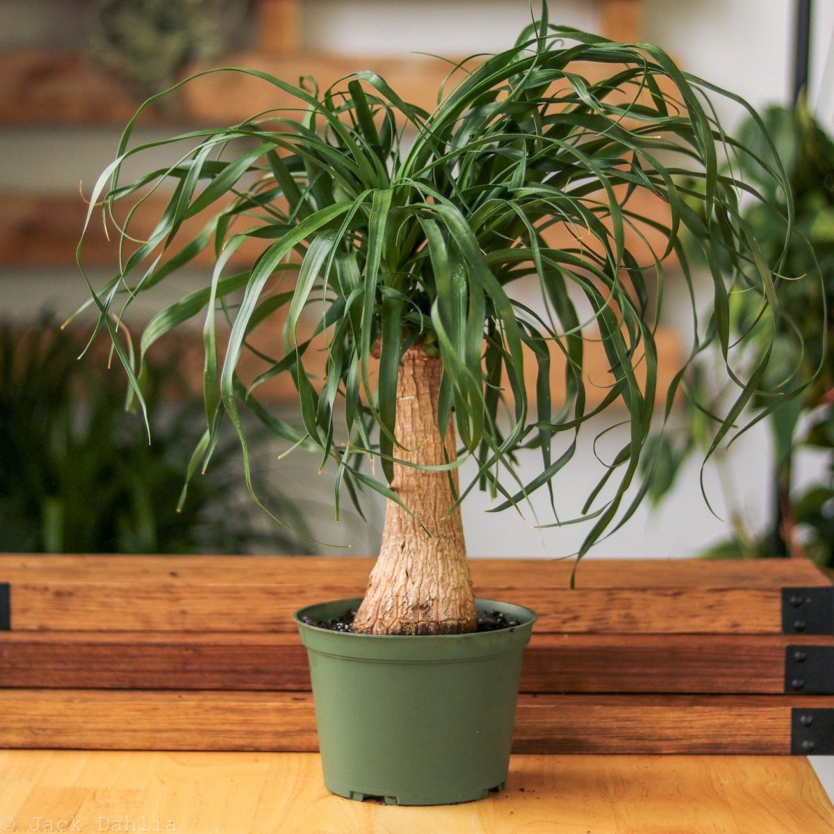 beaucarnea guatemalensis ponytail palm Ponytail Palm (Beaucarnea recurvata) 6 in
