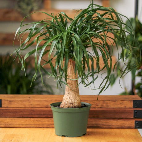 Beaucarnea recurvata 'Ponytail Palm' - Various Sizes - Ed's Plant Shop