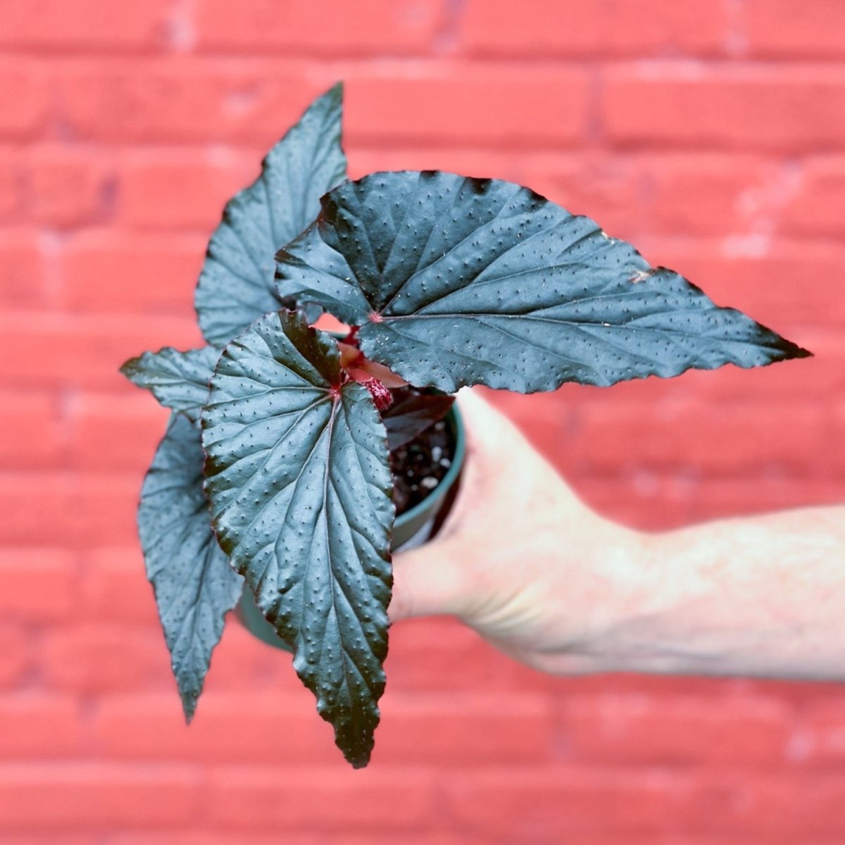 Begonia 'Black Magic' - Black Magic Begonia - Ed's Plant Shop