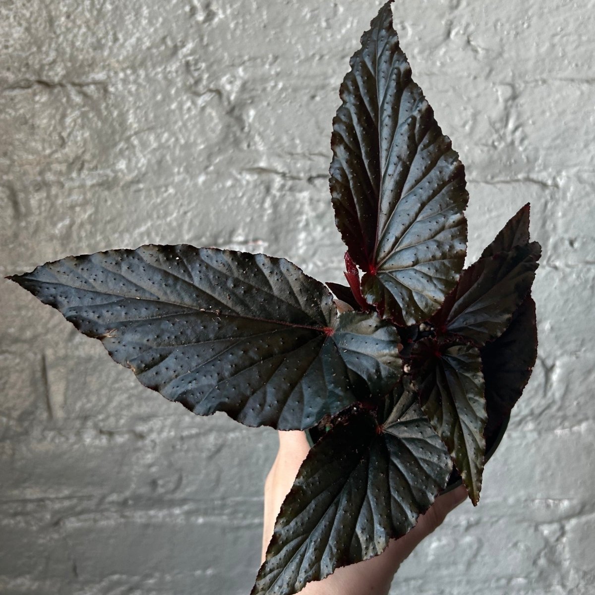 Begonia 'Black Magic' - Black Magic Begonia - 4 Inch - Ed's Plant Shop