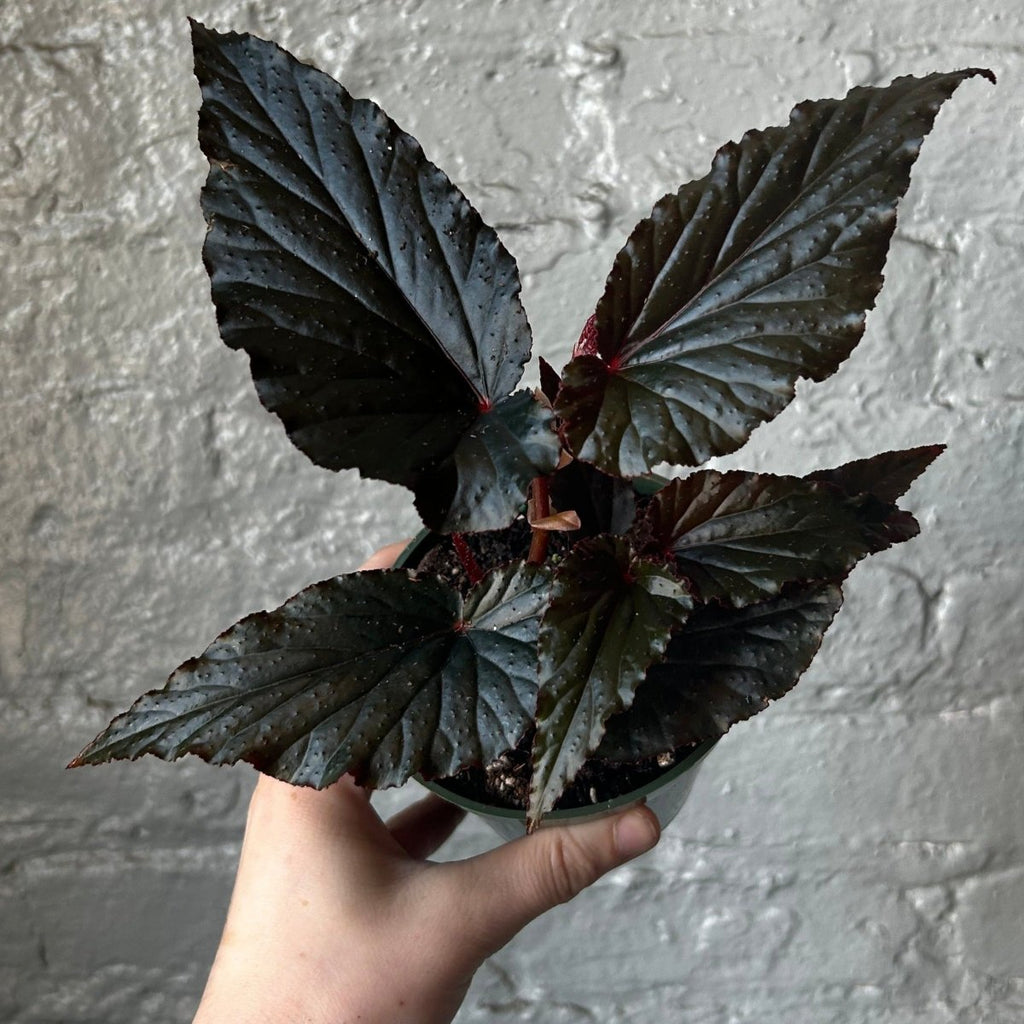 Begonia 'Black Magic' - Black Magic Begonia - Ed's Plant Shop