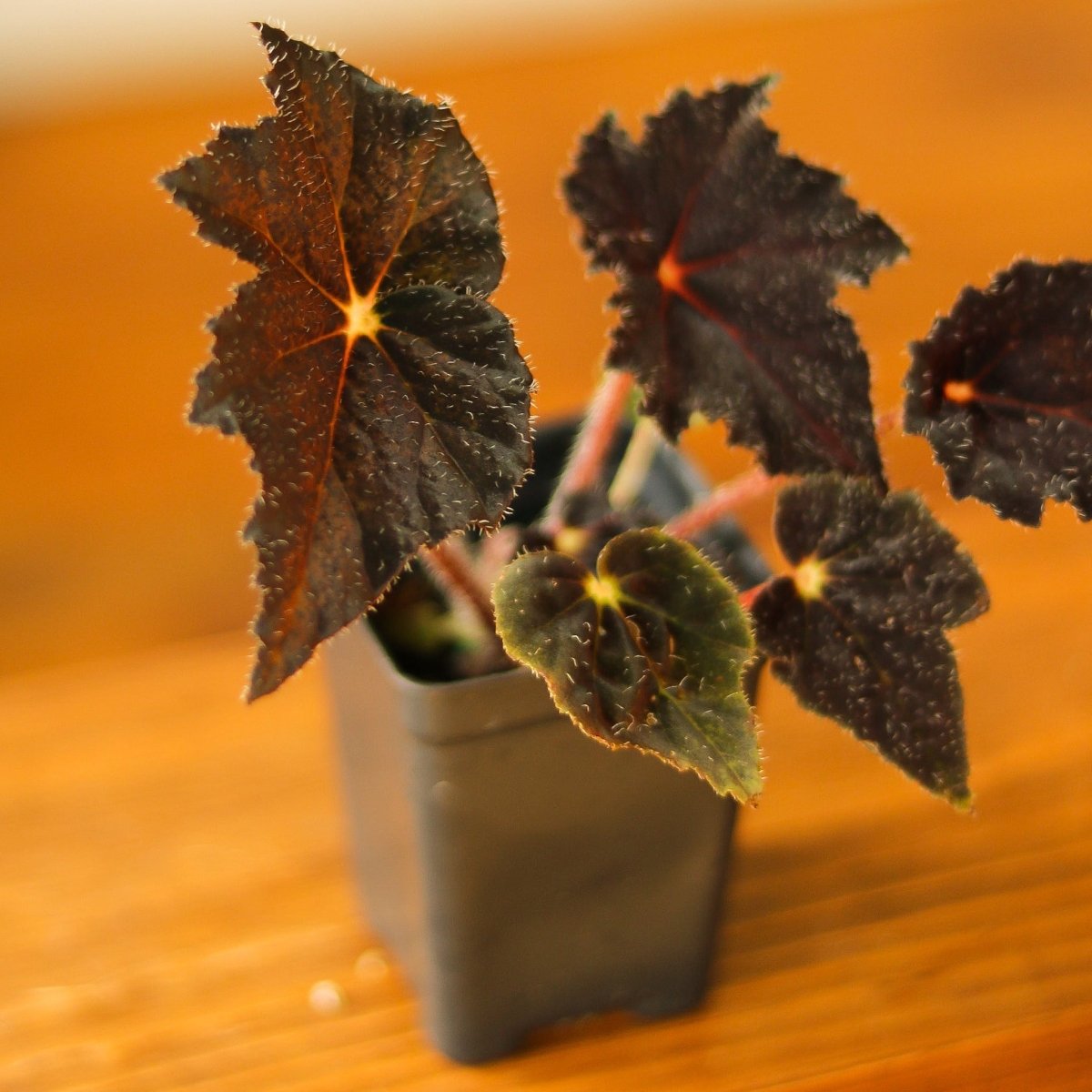 Begonia 'Hallow's Eve' - Hallow's Eve Begonia - 4.5 Inch - Ed's Plant Shop