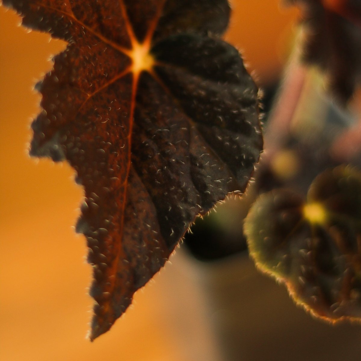 Begonia 'Hallow's Eve' - Hallow's Eve Begonia - 4.5 Inch - Ed's Plant Shop