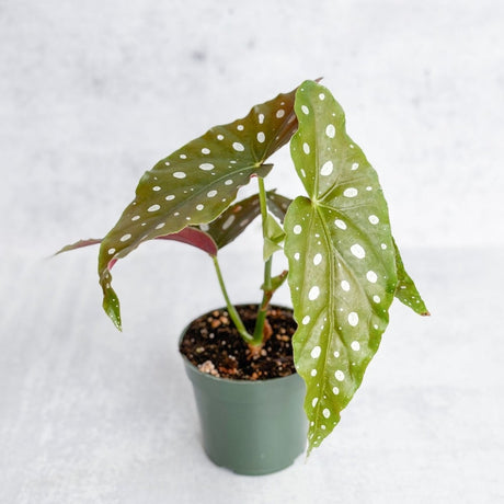 Begonia Maculata 'Wightii' - Polka Dot Begonia - Ed's Plant Shop