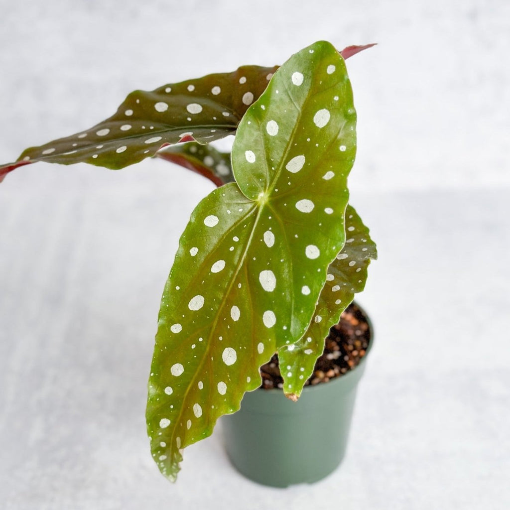 Begonia Maculata 'Wightii' - Polka Dot Begonia - Ed's Plant Shop