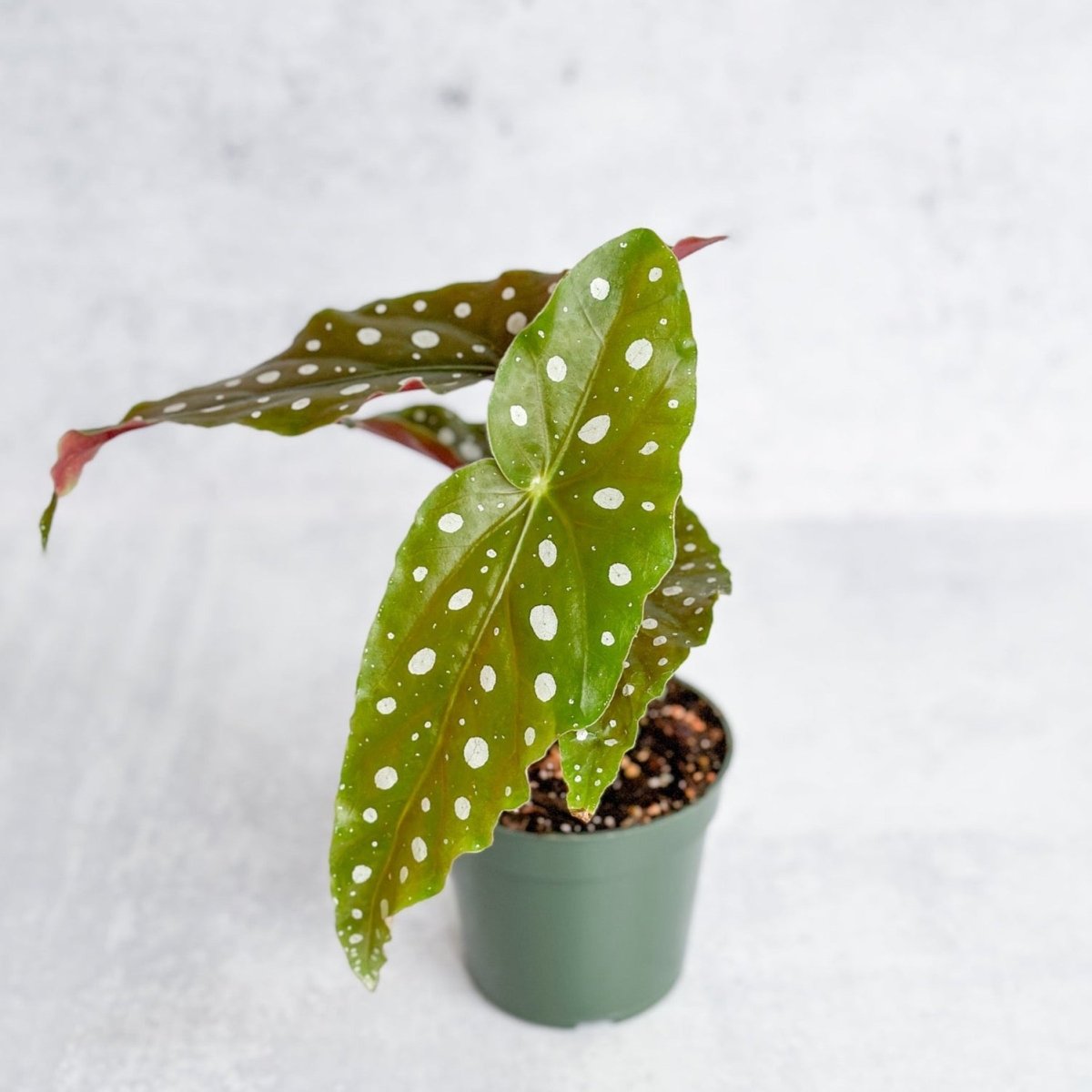 Begonia Maculata 'Wightii' - Polka Dot Begonia - 4.5 Inch - Ed's Plant Shop