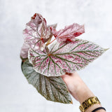 Begonia 'Miss Mummy' - Miss Mummy Begonia - Various SIzes - Ed's Plant Shop