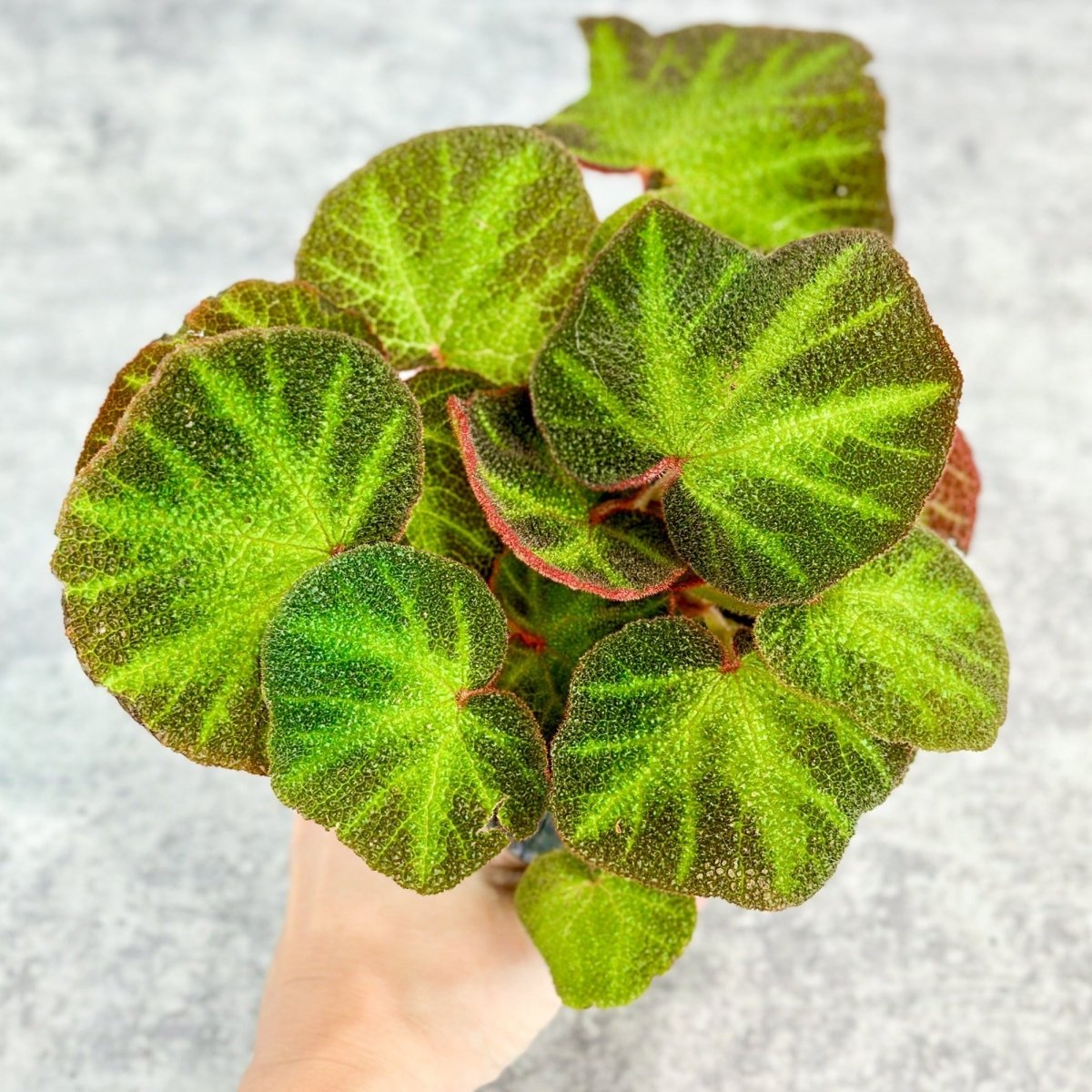 Sun-Changing Begonia: Striking Silver Markings & Unique Leaves