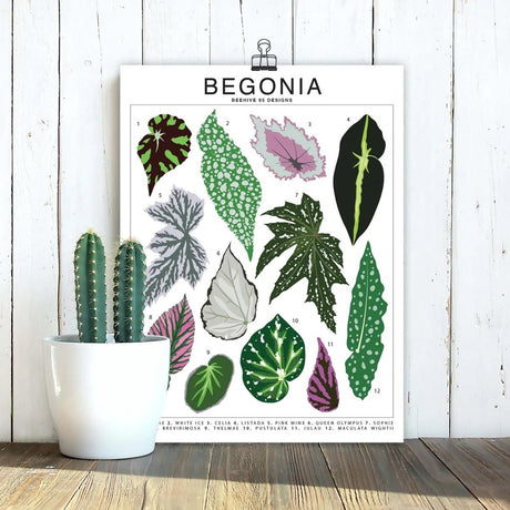 Begonia Species ID Chart - Botanical Houseplant Art Print - Ed's Plant Shop