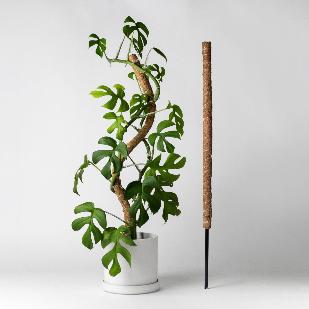 Bendable & Stackable Coco Coir Pole: Support for Climbing Plants - Ed's Plant Shop